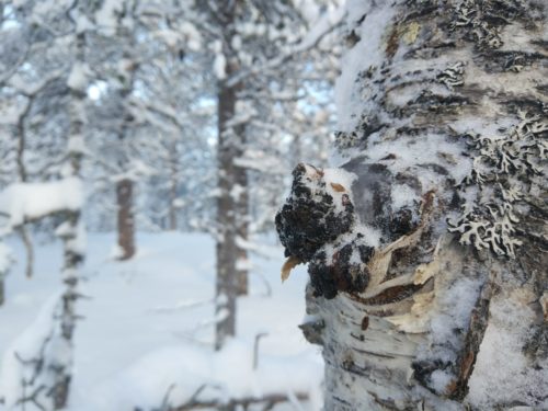 chaga in finland KÄÄPÄ Biotech