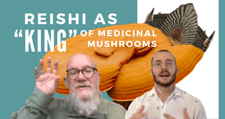 Reishi king of mushrooms