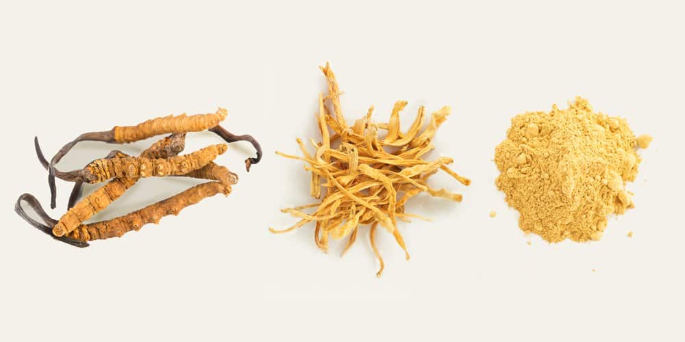 Cordyceps Mushrooms: Supplement Types & Health Benefits cover