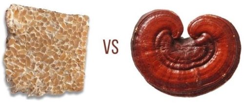 reishi mycelium vs reishi mushroom
