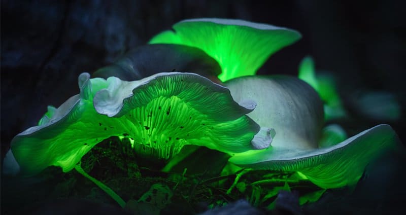 Weird Mushrooms: Profiling 9 of the World’s Strangest Fungi