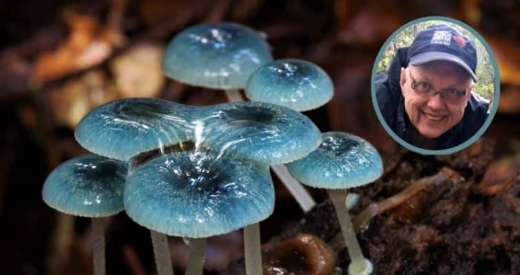 Tasmanian Mushrooms header