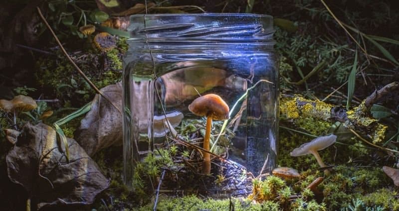 Mycoremediation: 8 Ways that Mushrooms Destroy Pollution