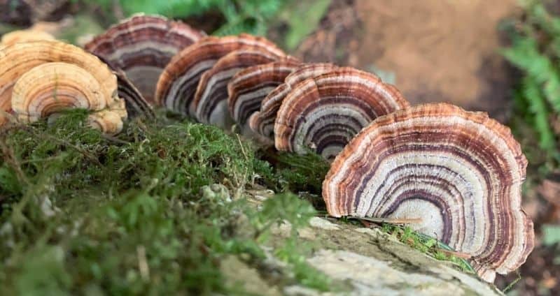 Wild Turkey Tail Benefits for Health