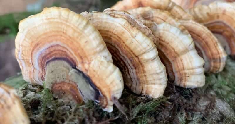 The Scoop on Turkey Tail Mushroom for Dogs