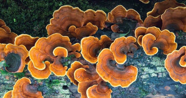 Turkey Tail Mushroom Benefits & Science: A Complete Guide