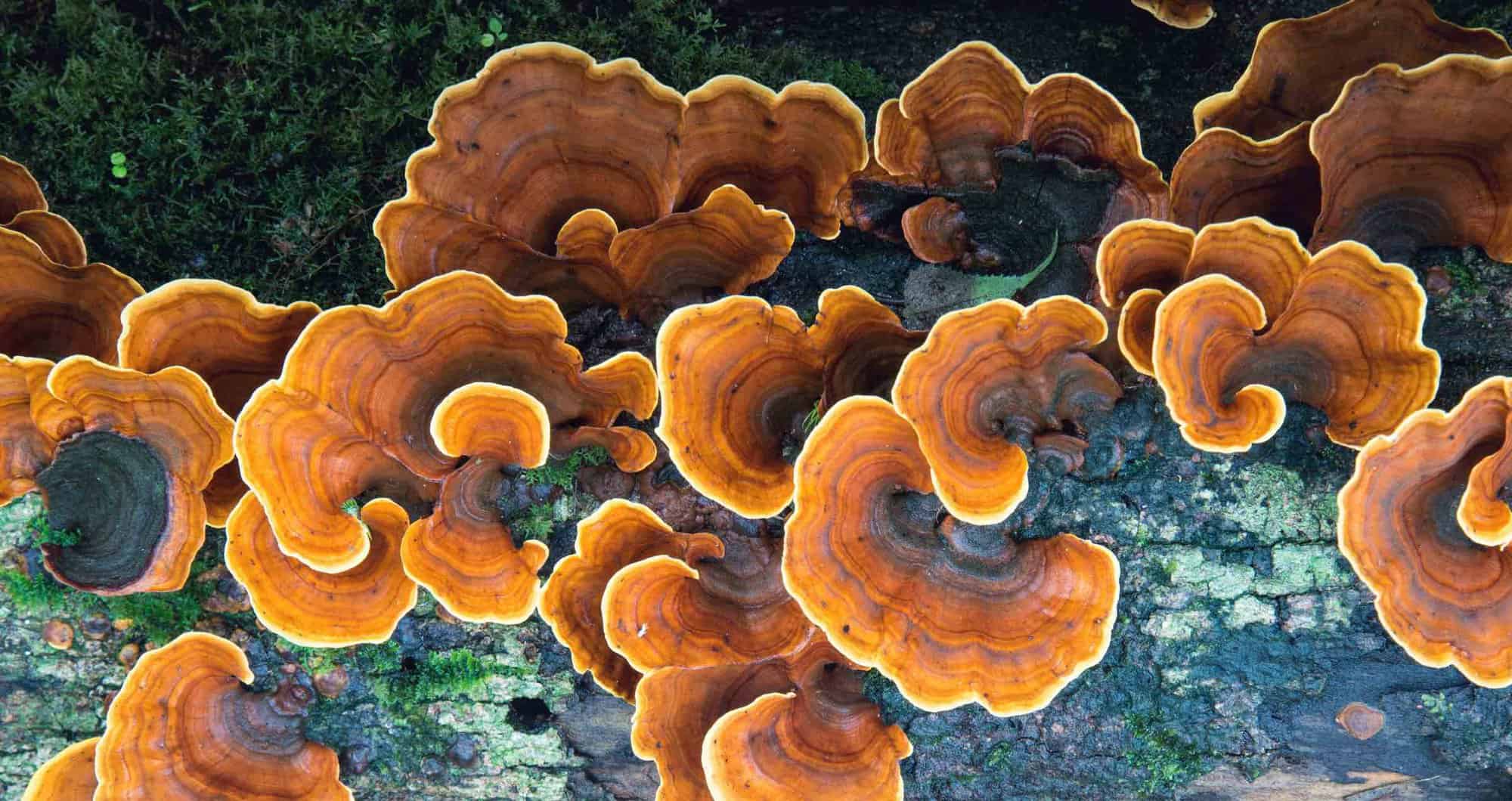 Turkey Tail Mushroom Benefits & Science: A Complete Guide cover