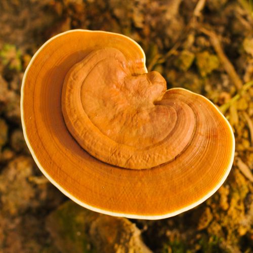 A close-up of a single brown reishi, one of the most well-known healthy mushrooms, with a curved, kidney-shaped cap growing on the ground.
