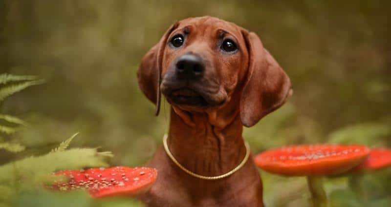 Can dogs eat mushrooms