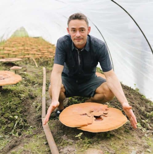 Mushroom primer - reishi