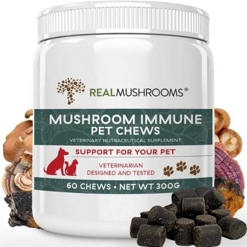 Buy Medicinal Mushrooms for Pets - Real Mushrooms