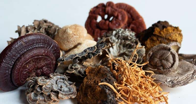 Medicinal Mushrooms: 7 Kinds and Their Unique Health Benefits