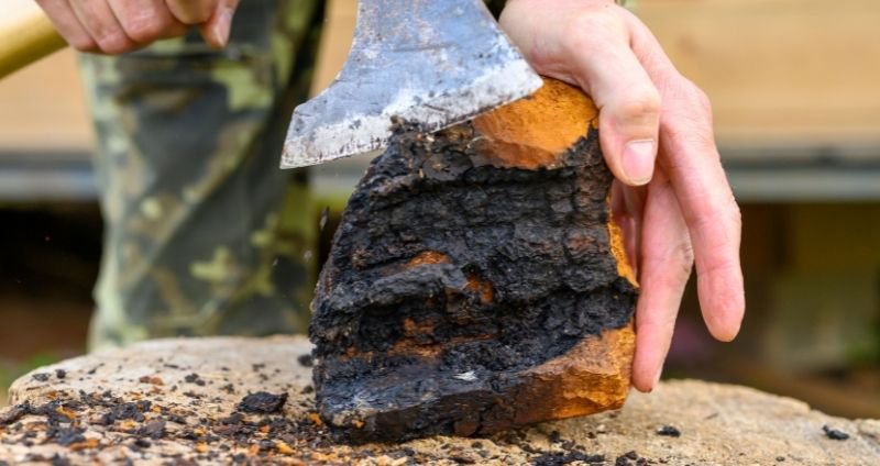 Chaga Mushroom Benefits: A Science, Health, & Supplement Guide cover