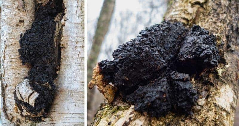What Trees Does Chaga Grow On?