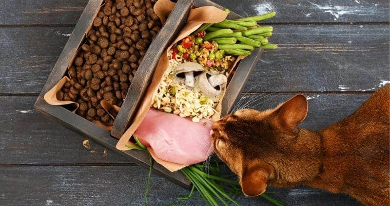 A Better Bowl of Pet Food: Mushrooms & 5 Other Superfoods for Furry Friends