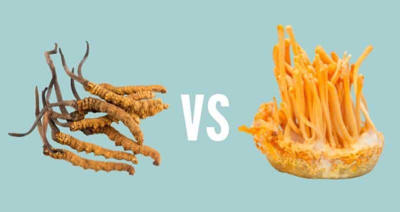 Cordyceps Sinensis vs Militaris: What’s the Best Cordyceps Supplement?