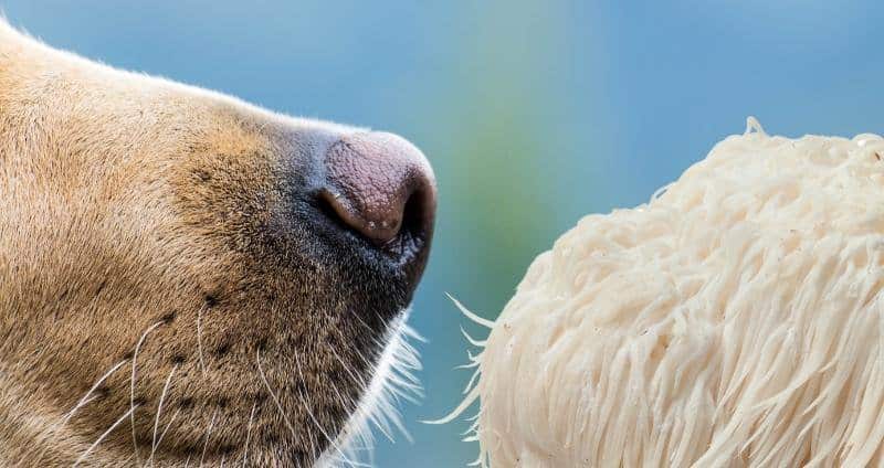 Lion’s Mane for Dogs: A Fungi for Your Furry Friend’s Mind cover