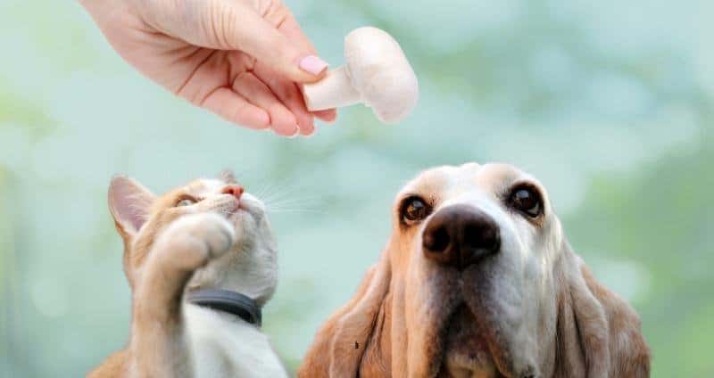 How Are Mushrooms Good for Dogs & Cats?