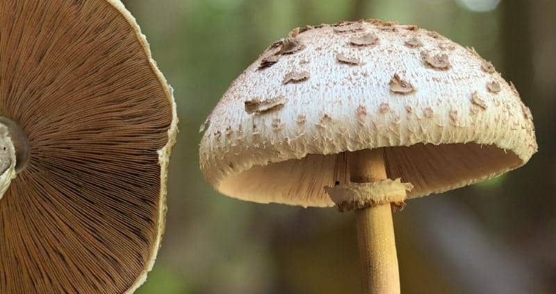 Mushroom Anatomy header