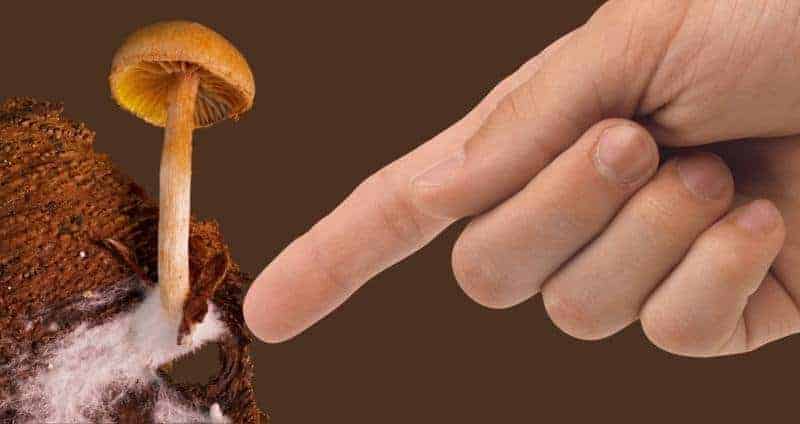 Mycelium ou champignon entier