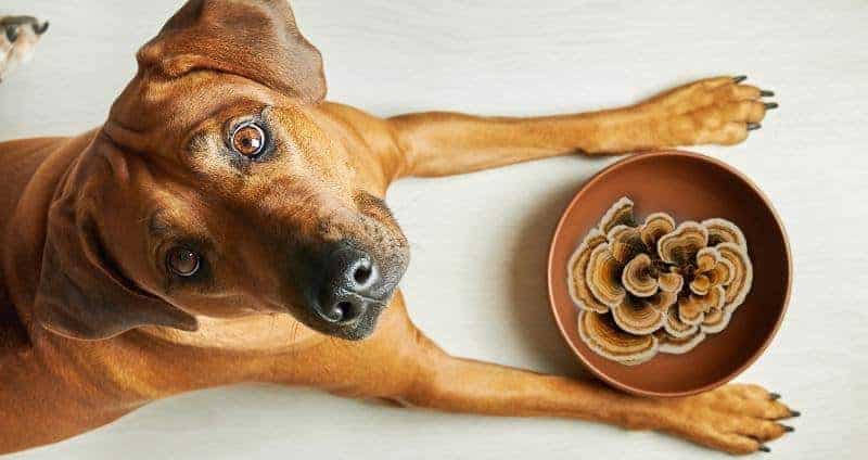 Turkey Tail Mushrooms for Dogs: A Versatile Fungi for Pet Health