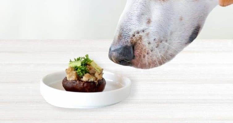 Can Dogs Eat Cooked Mushrooms? Facts, Benefits, And 3 Recipes cover