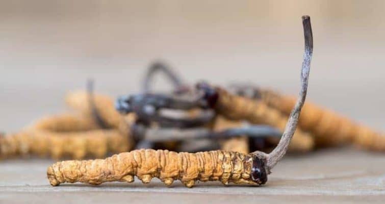 30 Questions Answered About Caterpillars With Cordyceps cover