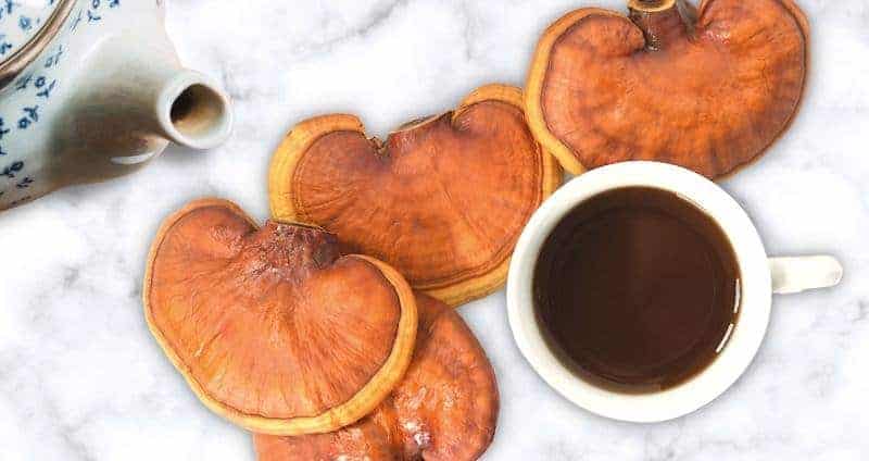 Reishi Mushroom Tea: 4 New Benefits for Tea Drinkers cover