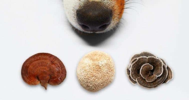 Best Mushroom Supplement for Pets: 3 Types Reviewed cover