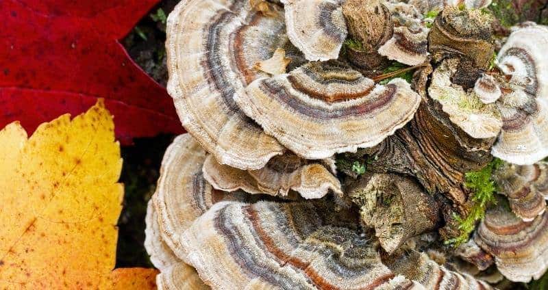 Turkey Tail vs False Turkey Tail Mushroom: 11 Questions Answered cover