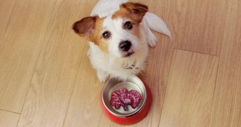 Reishi Mushroom For Dogs: The Secret Sauce For Pet Longevity cover