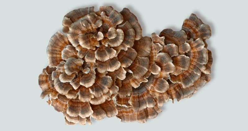 Turkey tail mushroom facts - header