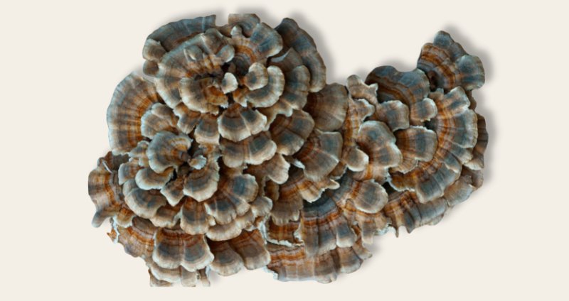 17 Turkey Tail Mushroom Facts At A Glance cover