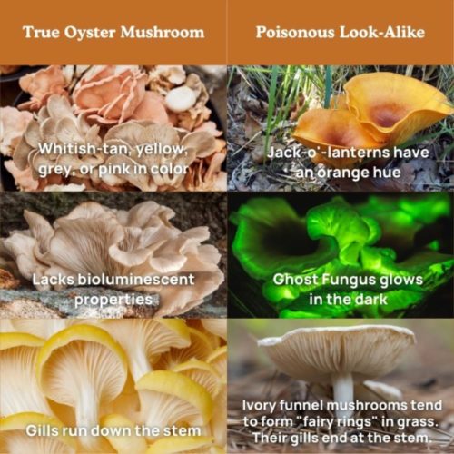 Oyster Mushroom Look-Alikes Table