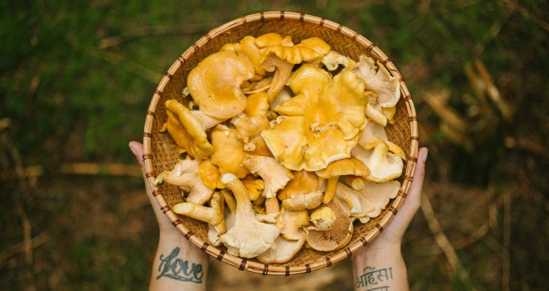 Edible Wild Mushrooms: 2 Categories & Their Benefits cover
