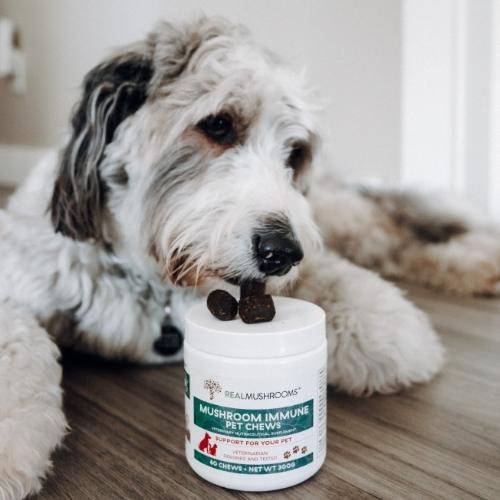 Cautionary Guidelines: Finding Reliable Mushroom Supplements for Your Beloved Pet
