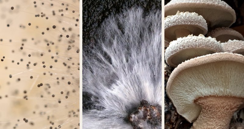 Mushroom Life Cycle: 4 Key Stages and Their Features cover