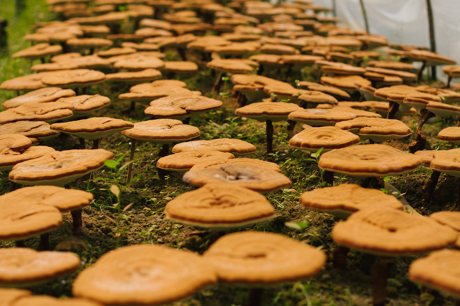 Mushroom Growing Economics