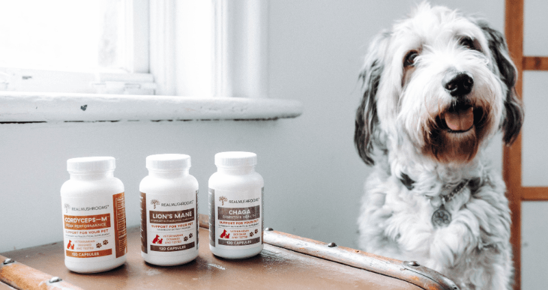 Cautionary Guidelines: Finding Reliable Mushroom Supplements for Your Beloved Pet cover