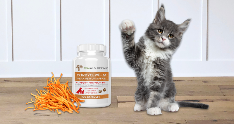 A cat is standing next to a bottle of cordyceps mushrooms.