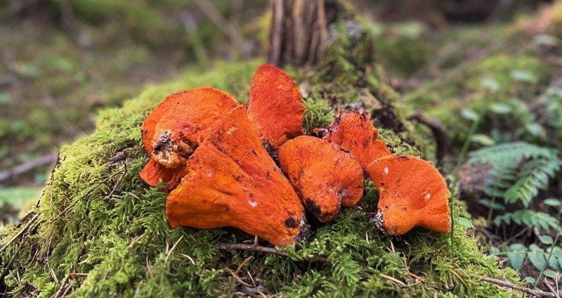 lobster mushroom tips and recipes