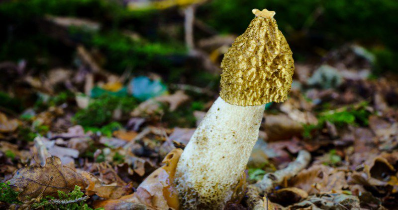 Stinkhorn Mushroom and 2 Other Phallic Fungi cover