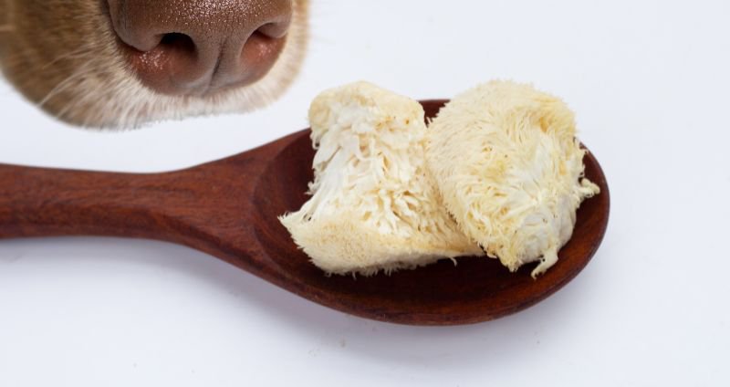Solensia™ for Cats & Librela™ for Dogs: Side Effects & How Lion’s Mane Mushroom Could Help cover