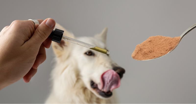Tincture or Powder: Which Mushroom Supplement is Best for Your Pet? cover