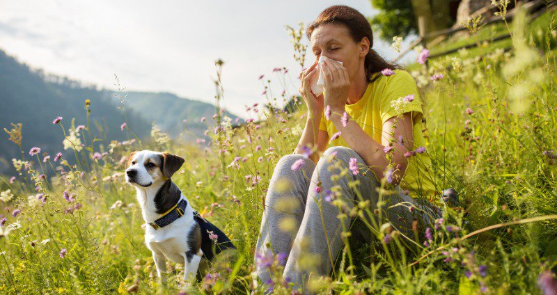 Mushrooms for Occasional Allergies: Easing Seasonal Misery in People & Pets cover